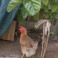 دو عدد مرغ تخمگذار