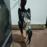 جوجه خروس اوشاموسالم بدون ایراد