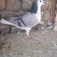 نر بدرنگ