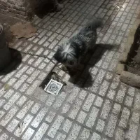 سگ باهوش