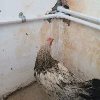 جوجه خروس بزرگ ولایتی به فروش میرسه