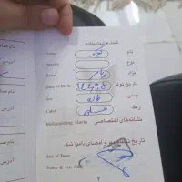 سگ‌پامر‌اصیل‌.ماده.
