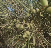 بادام تلخ