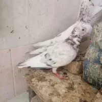 فروشی|پرنده|سبزوار, قصبه غربی|دیوار