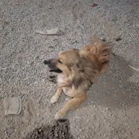 سلام این سگ گم شده