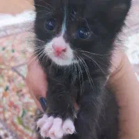گربه تاکسیدو