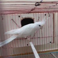 عروس ماده آلبینو چشم شرابی