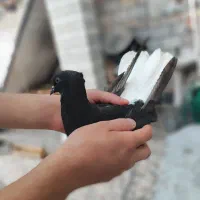 کبوتر