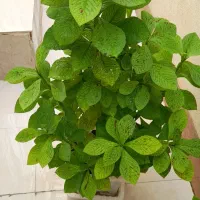 گل طبیعی