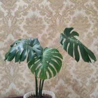 فروش گل مانسترا کینگ طبیعی خاص و چشم نواز