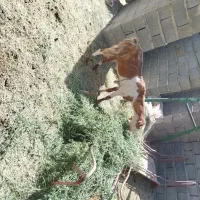 گوسفند سه قلو زا