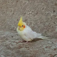 گمشده عروس هلندی