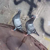 کبوتر جوجه پلاکی حمیدیه