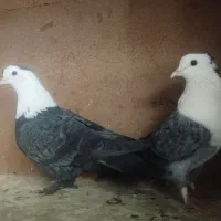 کفتر کربلائی کلاغ
