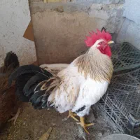 خروس