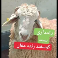 بار جدید عید قربان رسیدگوسفند زنده عقیقه خونی مصرف