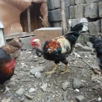 خروس گردن لختی و خروس لاری
