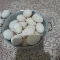 تخم بوقلمون نطفه دار