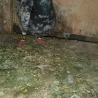 کفتر سار سرور .جوجه سار و پلاکی