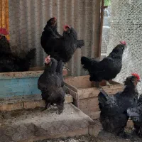 فروش مرغ و خروس و جوجه مرندی