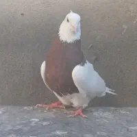کبوتر طوقی