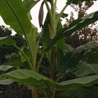 نهال موز