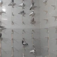 کفتر|پرنده|مشهد, صیدآباد|دیوار
