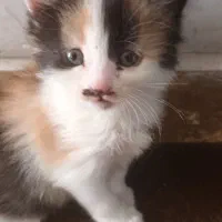بچه گربه