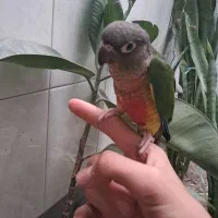 گرینچی کوتوله مینا