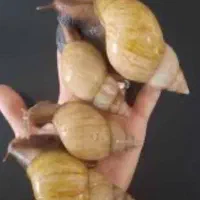 فروش حلزون اچاچینا