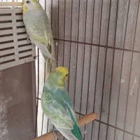 مرغ عشق مولد