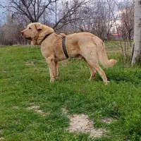 سگ پژدر یا عراقی