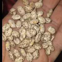 لوبیا چیتی ارتشی ایرانی