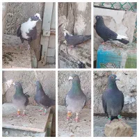 کفتر فروشی چند عدد