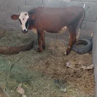 گوستر سیمنتال