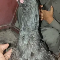 تعدادی مرغو خروس نصل دار