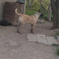 قیمت ۳۰|سگ|کندوان, |دیوار