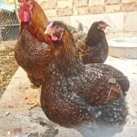 جوجه ۲ ماهه زینتی دو رگه ویاندوت