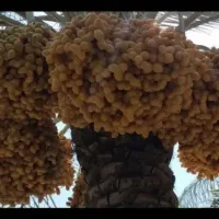 فروش خارک و رطب برحی