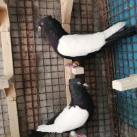 کفتر سینه ای  سرک و  شهری سبز