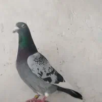 مسافتی پلاکی باخت رفته