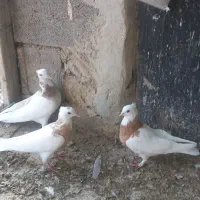 جوجه طوقی زرد
