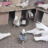 فروش چندجفت طوقی کرمانشاهی