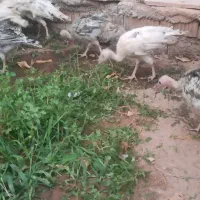 فروش جوجه بوقلمون