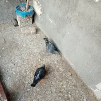 سلام خدمت دوستان دو عدد جوجه کارت تخت نکرد