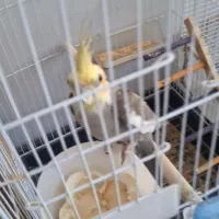 جفت عروس هلندی