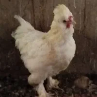 فروش مرغ سلطان