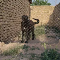سگ سرابی