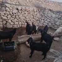 کهره|حیوانات مزرعه|افزر, |دیوار