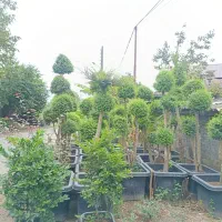 مورت|گل و گیاه طبیعی|چابکسر, |دیوار